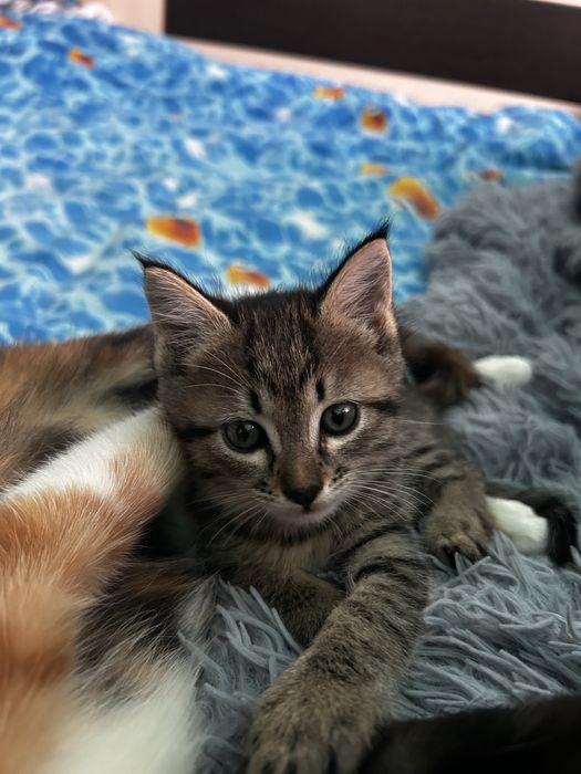 Отдаю котят в хорошие руки в любийшую семью