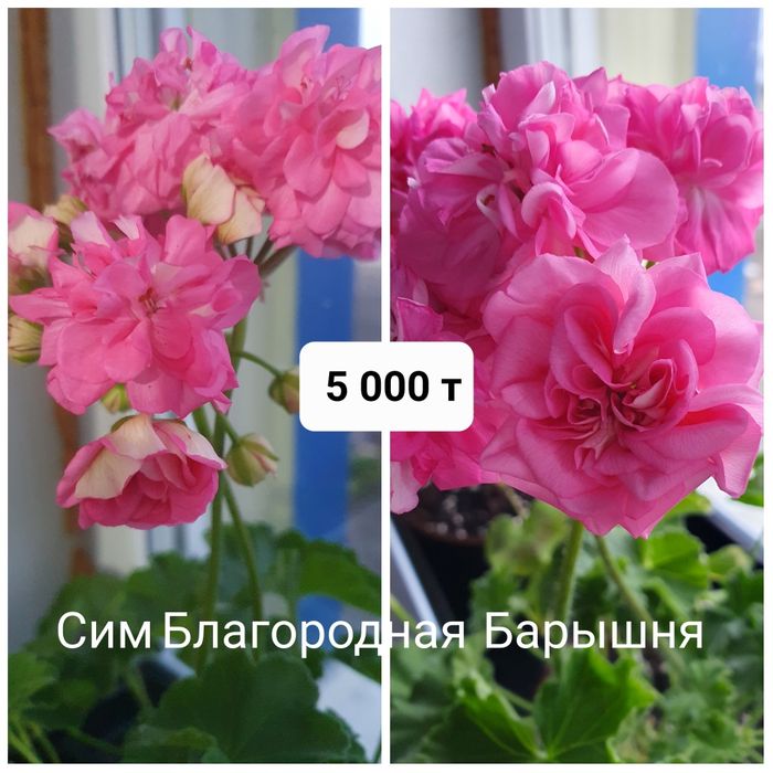 Сортовые пеларгонии