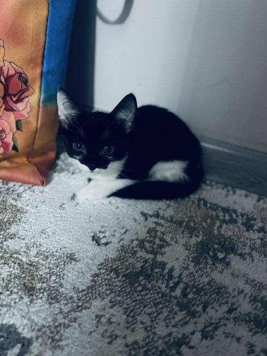 Отдам в добрые руки кошку