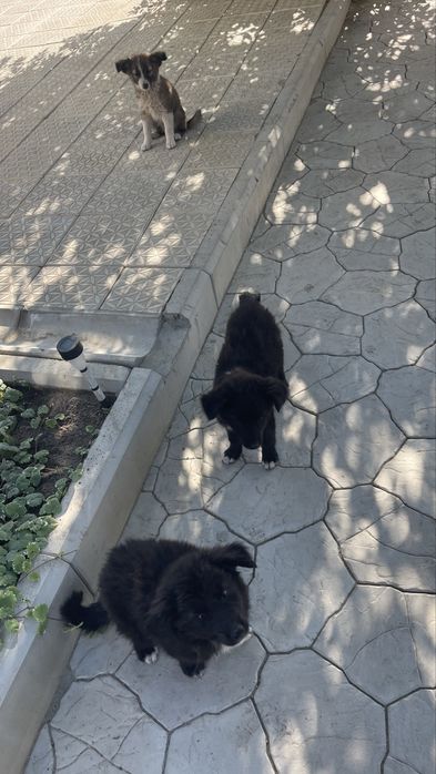 Отдам щенков бесплатно в добрые руки