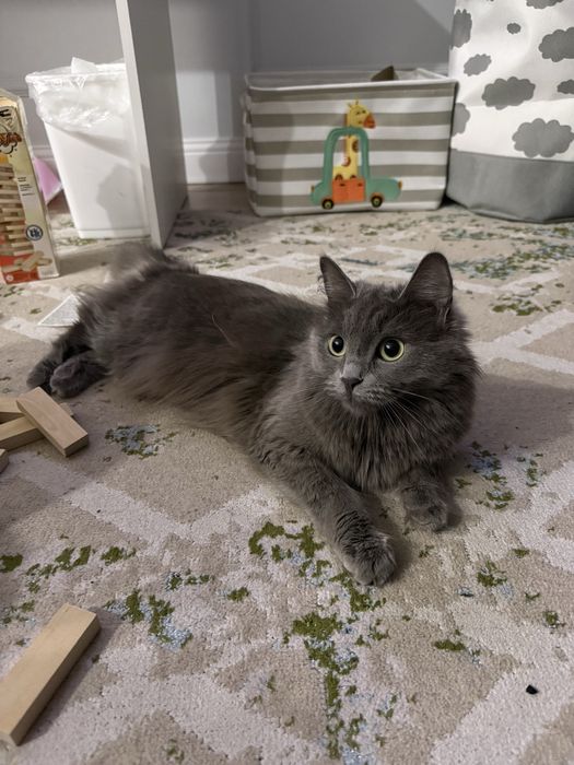 Отдам кошку в добрые руки