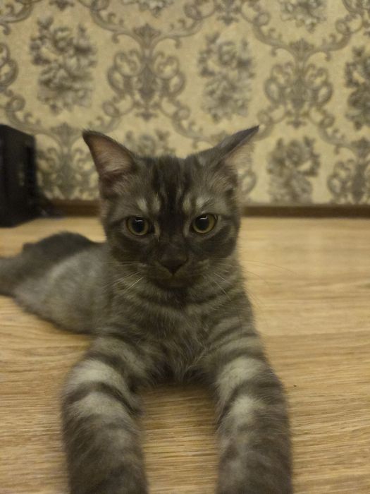 Отдам котят в хорошие руки