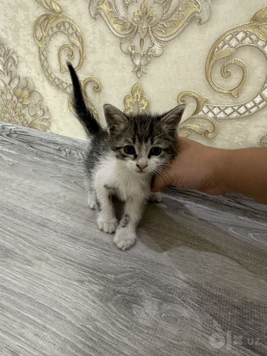 Продаются шотланские веслоухие котята