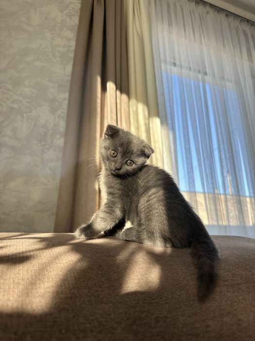 Продам котят, шотландцев-британцев