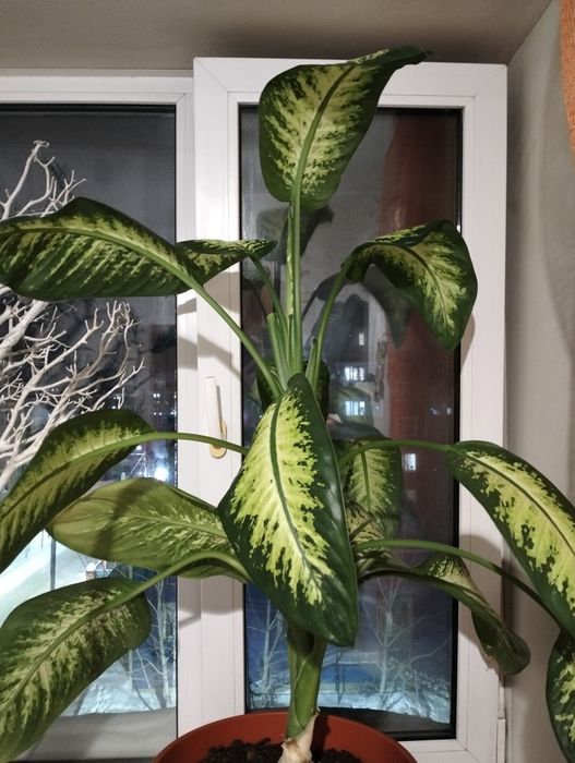 Распродажа комнатных цветов