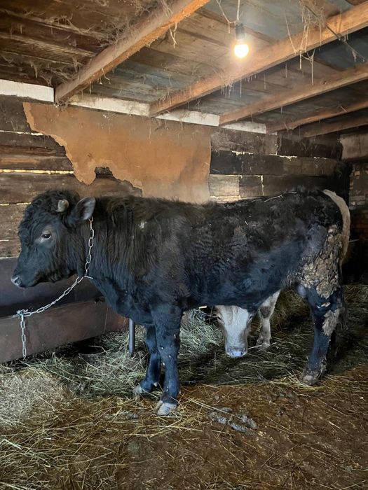 Мясо говядины, молодой бычок