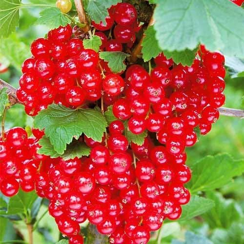 Продам домашнию смородину