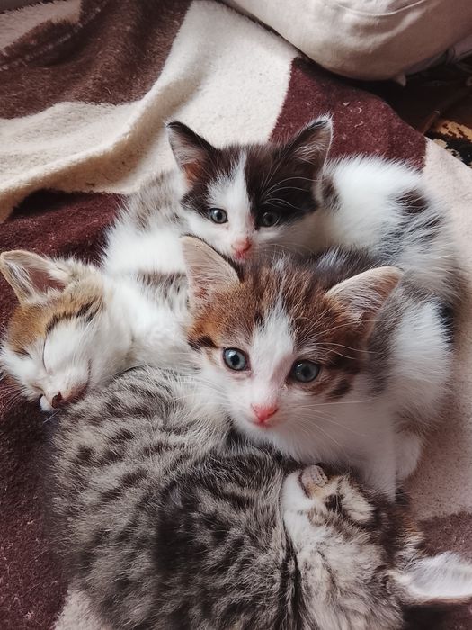 отдам котят в добрые руки