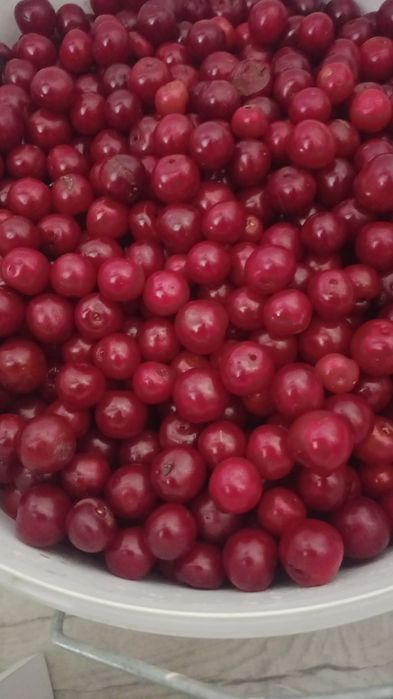 Продам ВИШНЮ домашнюю