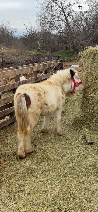 Armasar ponei de monta