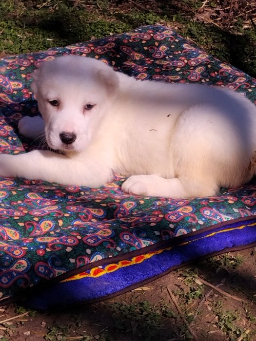 Щенки АЛАБАЙ девочки продается