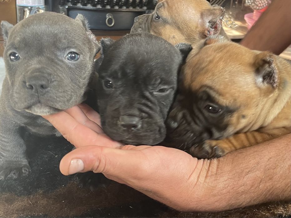 Американский булли