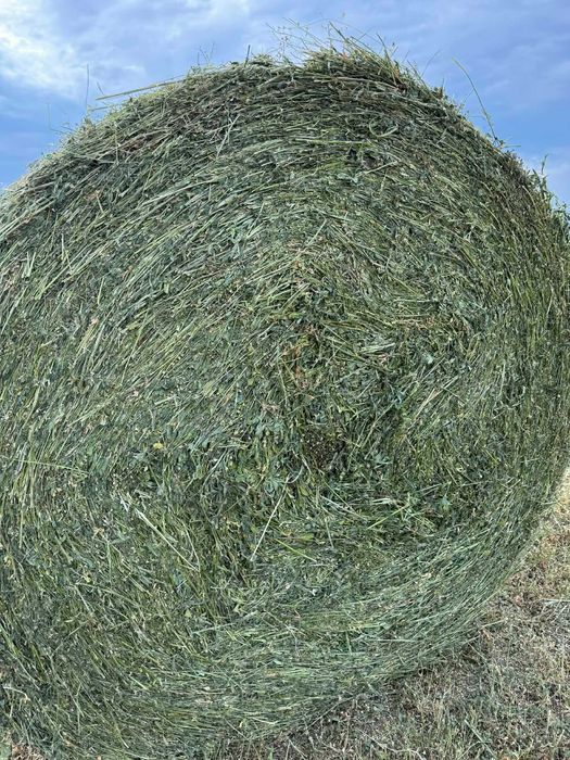 Baloti înfoliați de lucernă