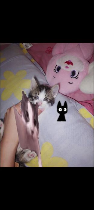 Бесплатно котята срочно