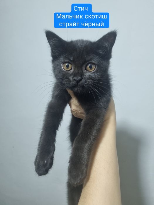 Отдаются породистые котята (скотиш страйт) в добрые руки.
О