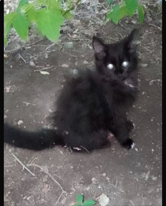 Срочно пристраивается котенок