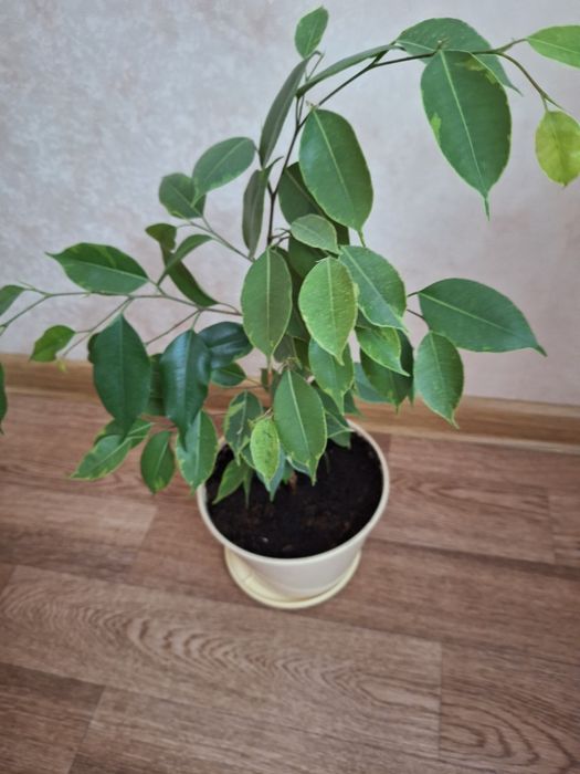 Фикус бенджамина