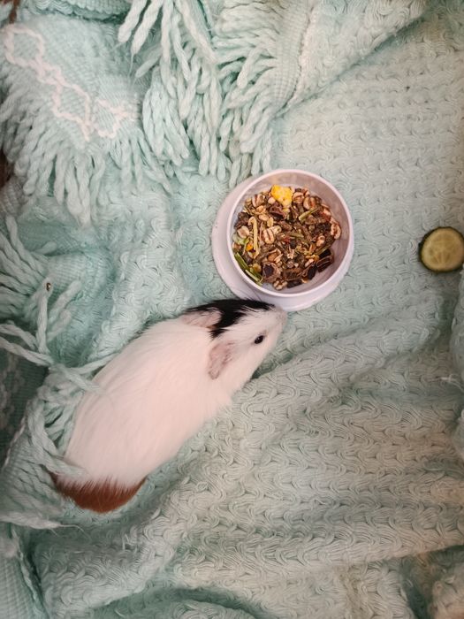 Продам морскую свинку девочку срочно