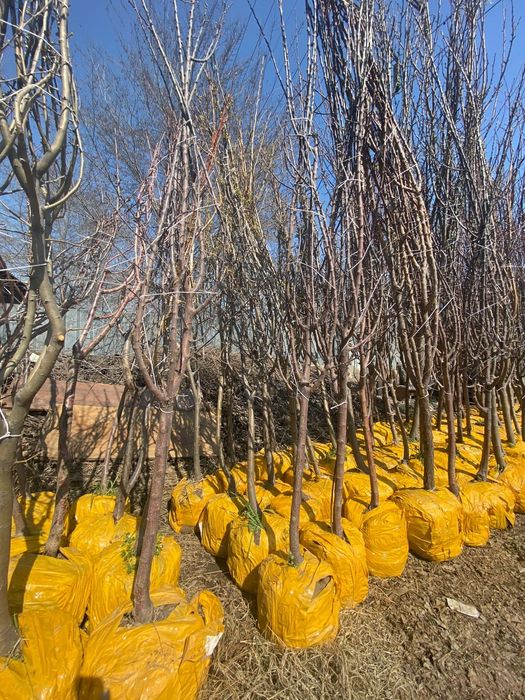 Фруктовые деревья