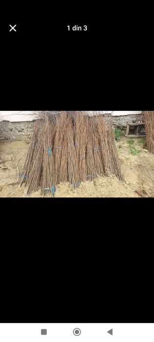 Vând puieți tratați forestieri