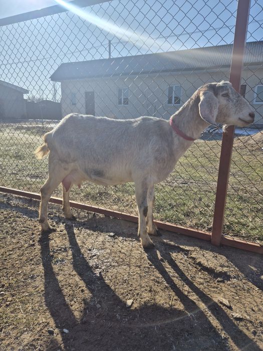 Козы англонубийские