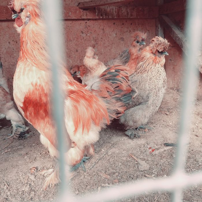 Yaponcha tuxumlari bor