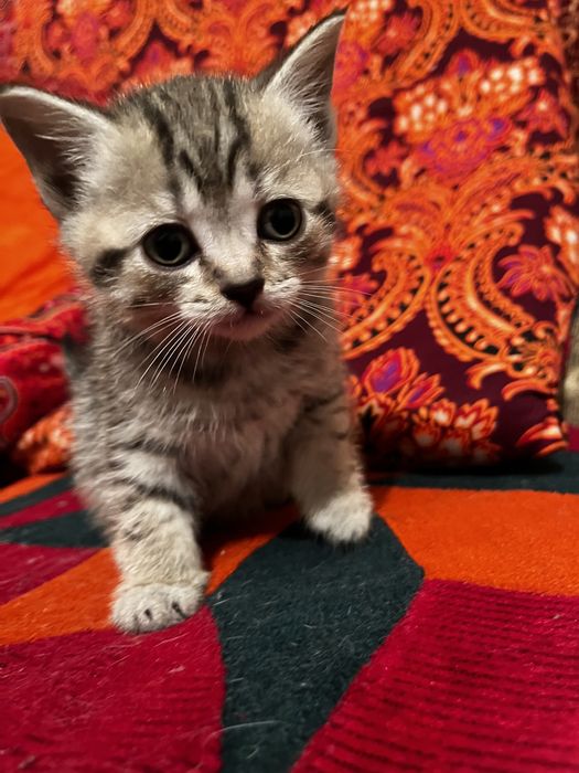 Котенок скотиш страйтт