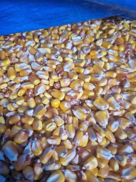 Vand porumb  ,graunte