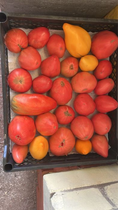 Продам помидоры  прометей домашние