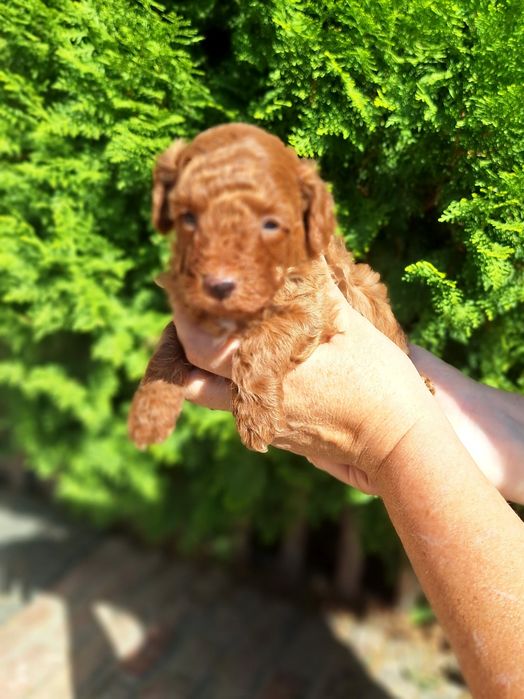 Pudel/Caniche mascul