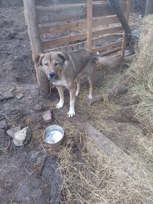 Metiș ciobanesc pentru adopție