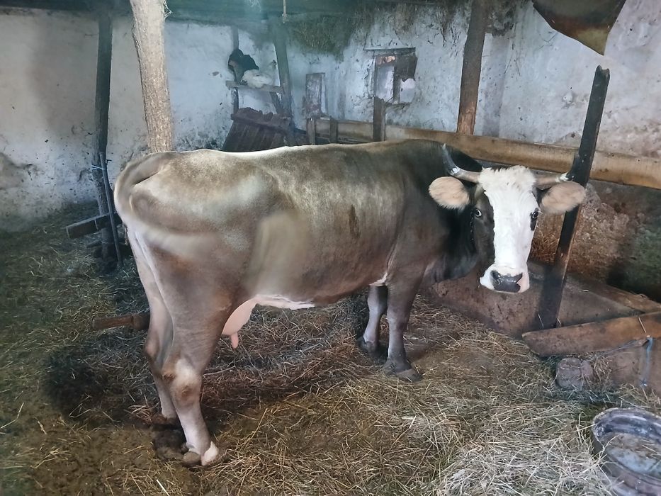 Vacuta de vanzare-Bruna de Maramures
