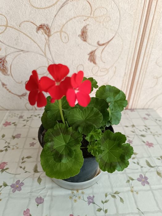 Герань цветущая пеларгония