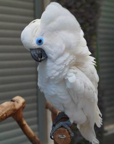 Какаду Голубо Глазый (Blue eyes cockatoo) 5 ойлик куш донга тушкан.