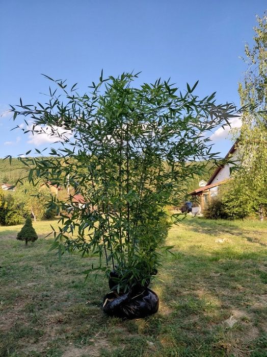 Tufă Bambus Phyllostachys 1.5-1.8m – Înfrunzit, efect vizual instant
