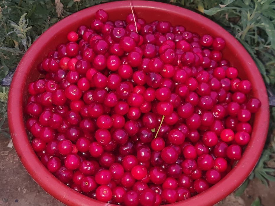 Продам вишню только собранную