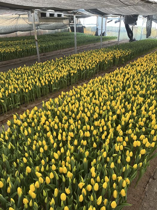 Тюльпаны оптом голландские