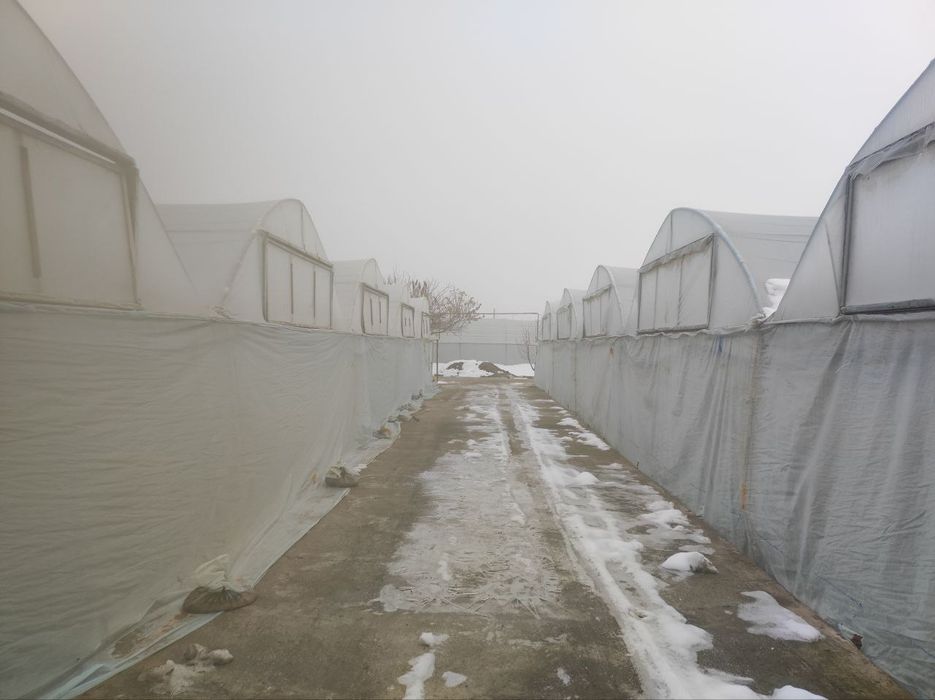 Sirdaryo shaharda 24 sothli uy sotiladi