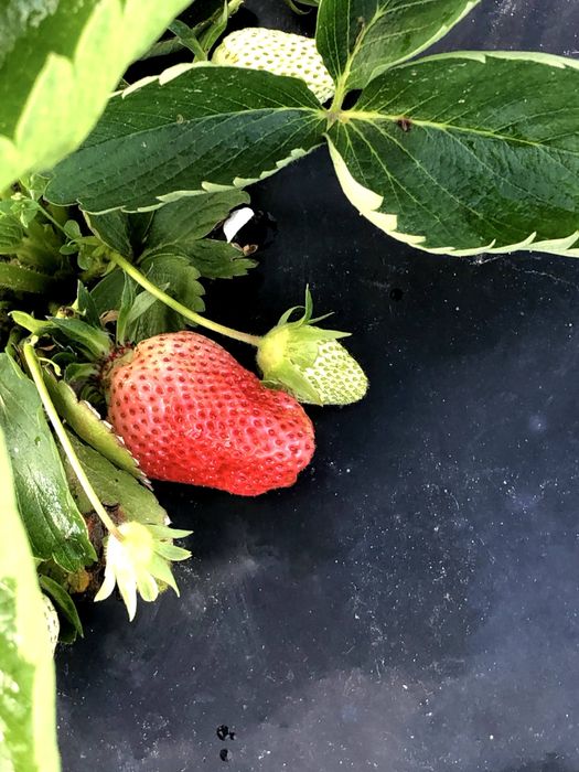 Stoloni Clery și Joly