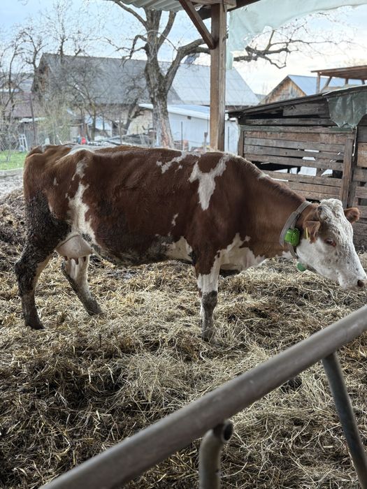 Vand Vaca Baltata romaneasca