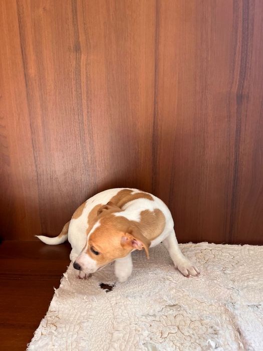 Джек Рассел Терьер