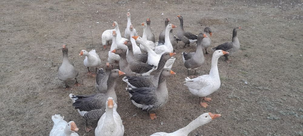 Продам гусей живьём