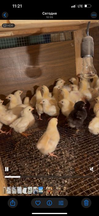 Адлерь балапаны