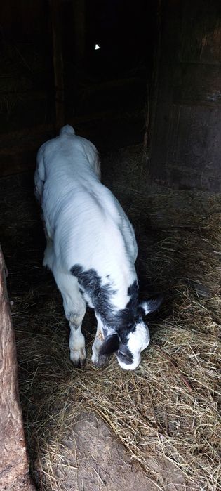 Mă vinde stăpânul,vaca rasa baltata românească cu vițel!