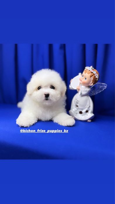 Французкая болонка