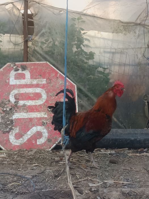 Vând cocos Marans de anul trecut