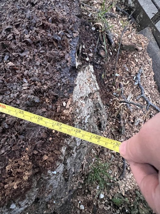 Vand nuc de 60 de ani