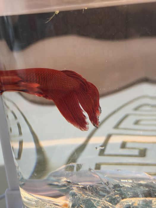 Қызыл әдемі аквариум балығы (Betta)