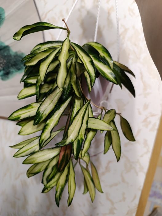 Хойя Вайетти , взрослая