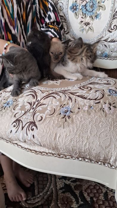 Mushukchalar 1 oylik siamski